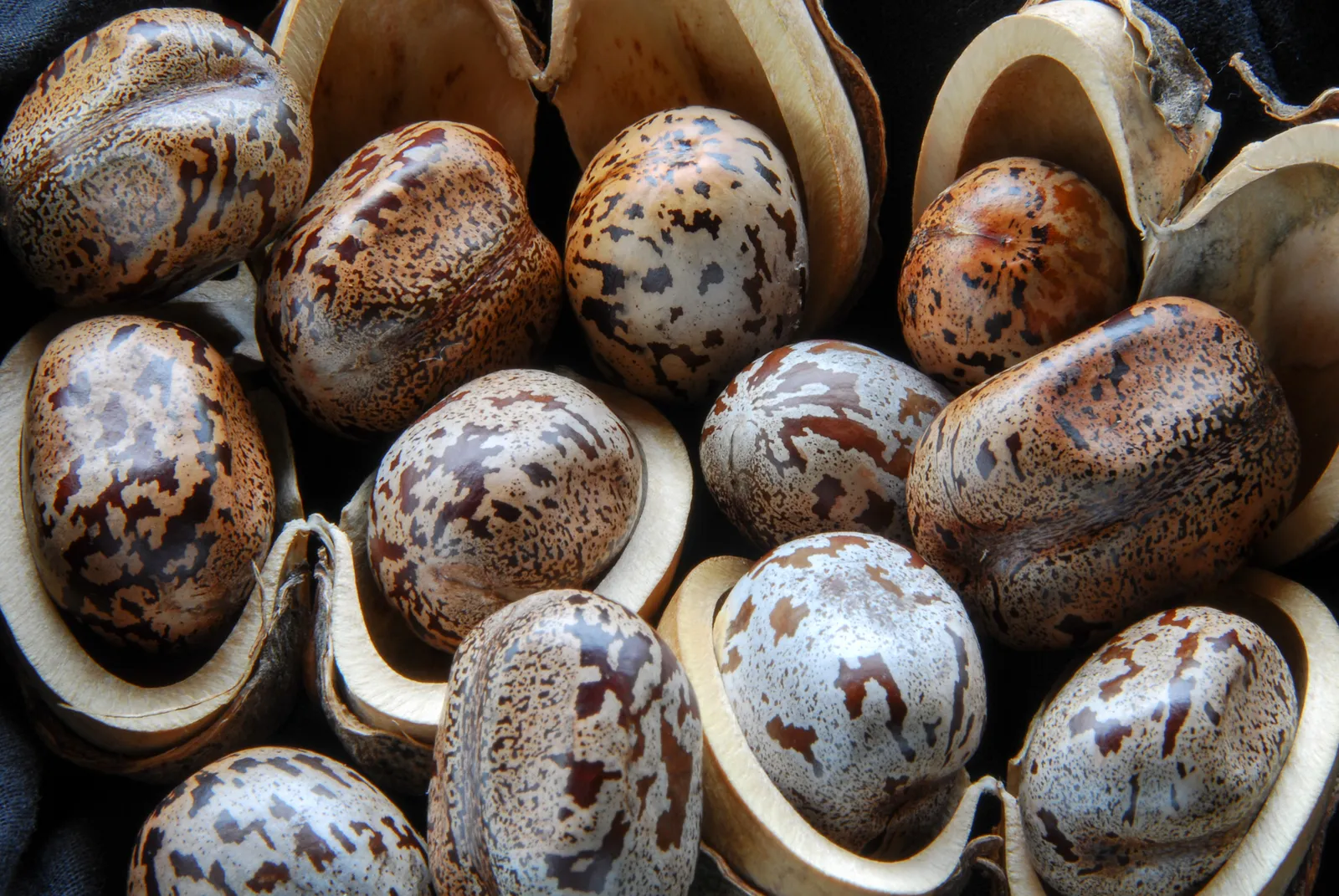 Mottled rubber tree seeds in their split husks