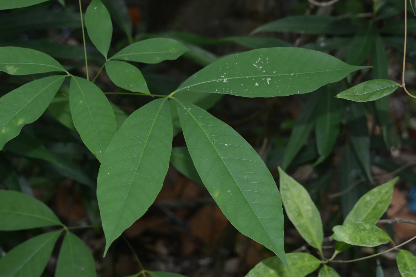 Three-part leaves of a Hevea rubber tree