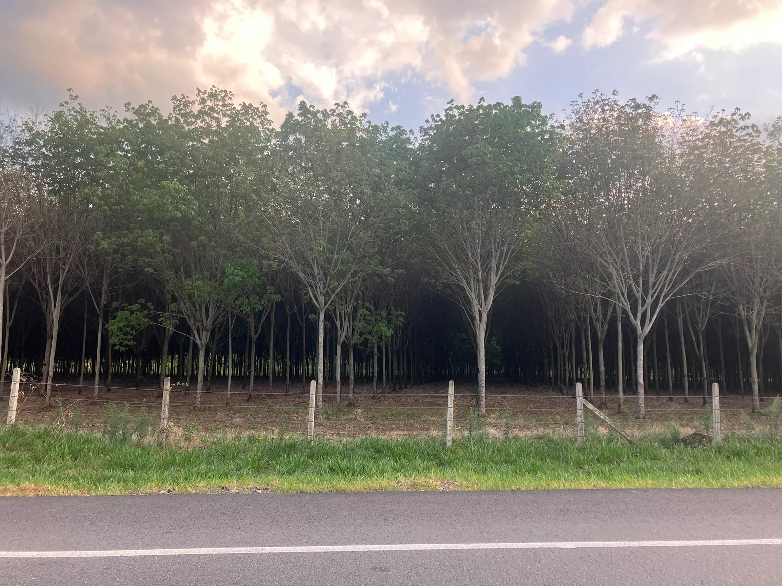 Rows of rubber trees in a smallholder plantation beside a country road