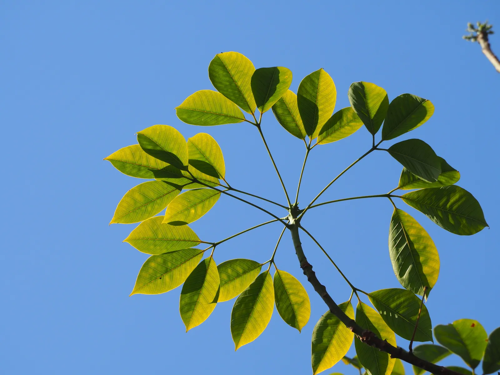 Rubber tree leaf whorl seen against a clear blue sky